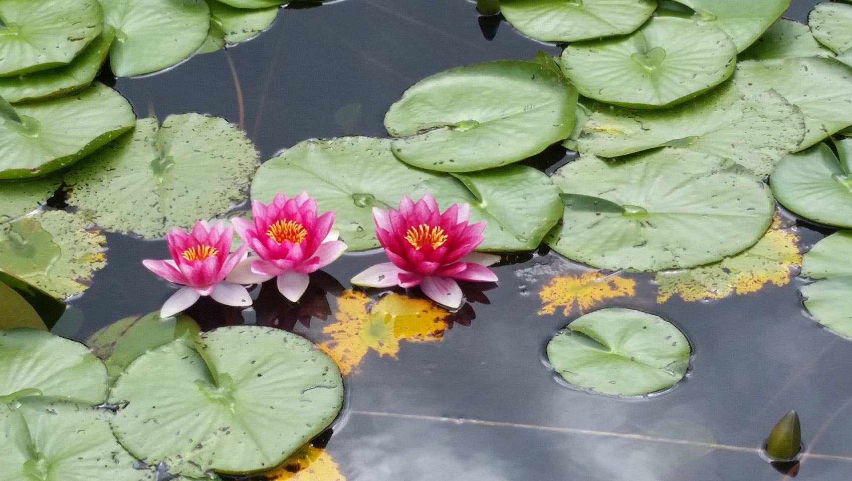 Lilypads