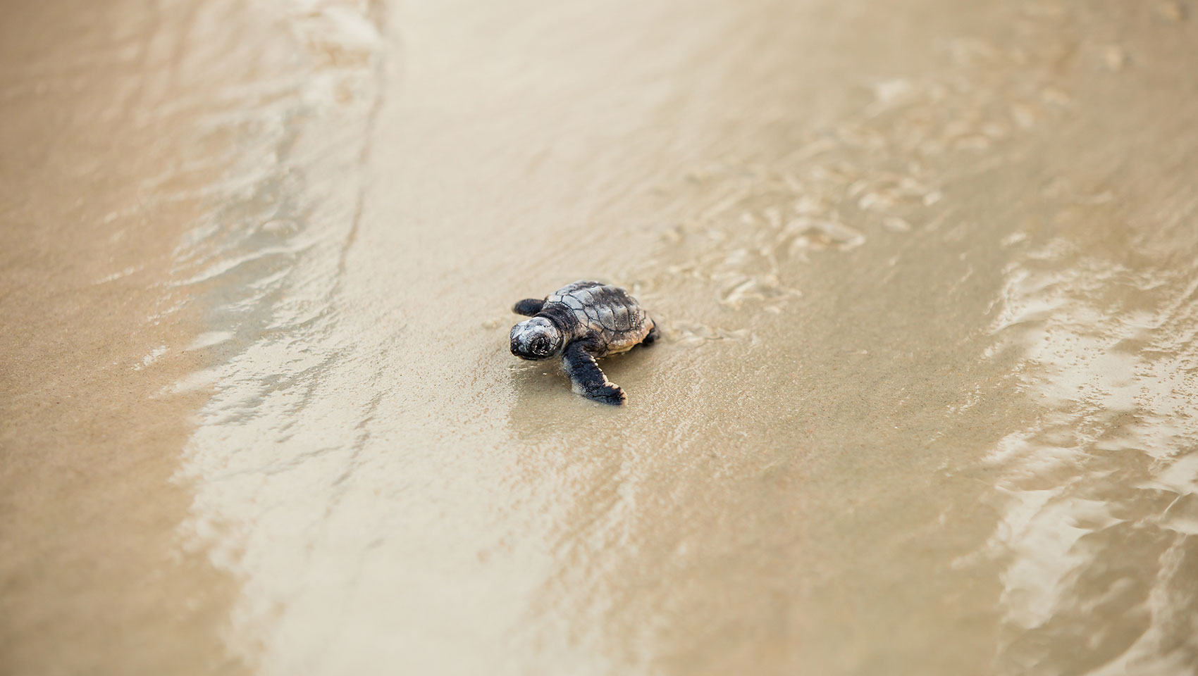 baby turtle on beach