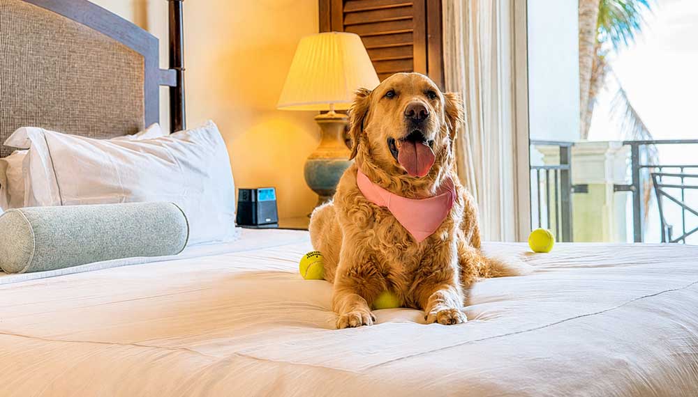dog on bed