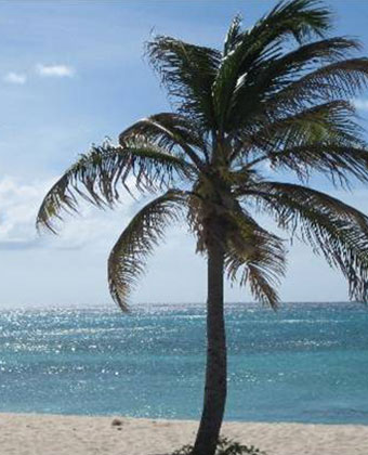 palm tree on the beach